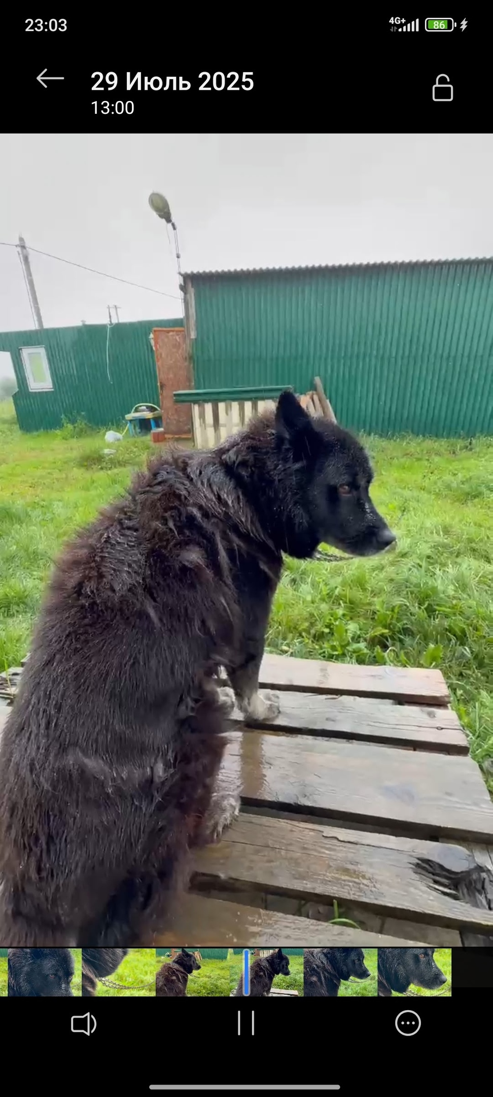 Пропала собака в Калининграде — фото объявления