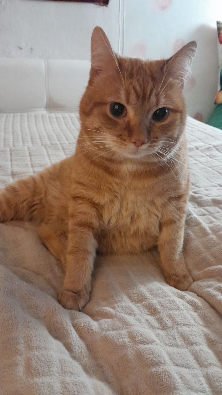 Пропала кошка в Калининграде — фото объявления