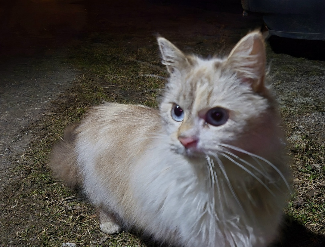 Найдена кошка в Калининграде — фото объявления