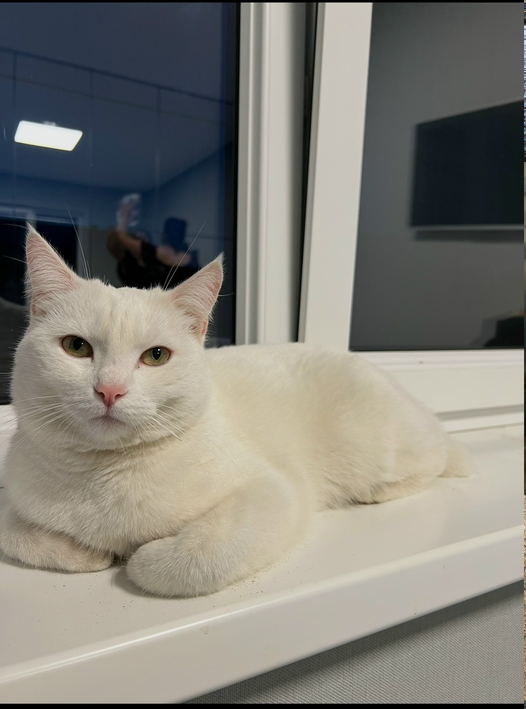 Пропала кошка в Калининграде — фото объявления