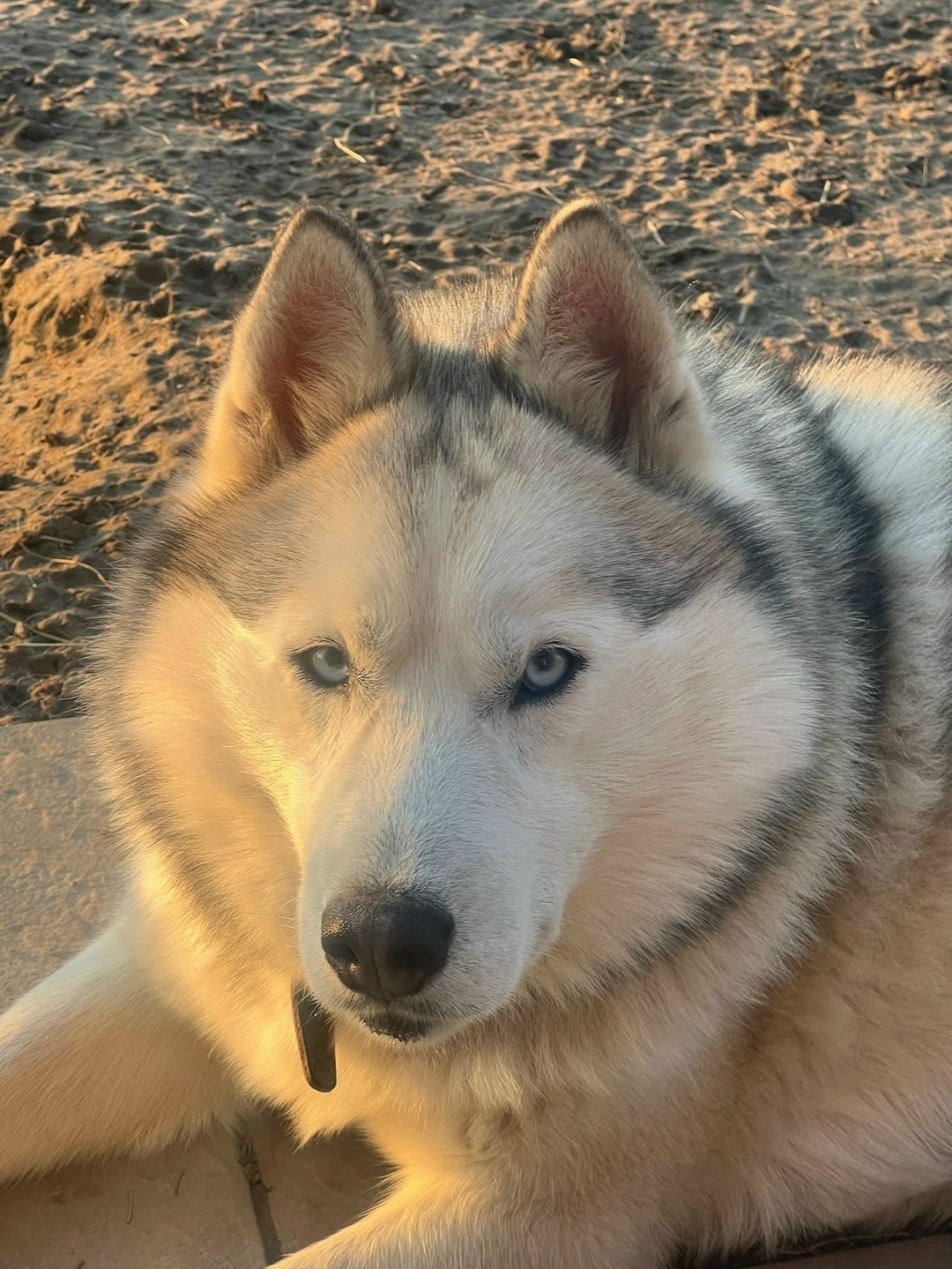 Пропала собака в Калининграде — фото объявления