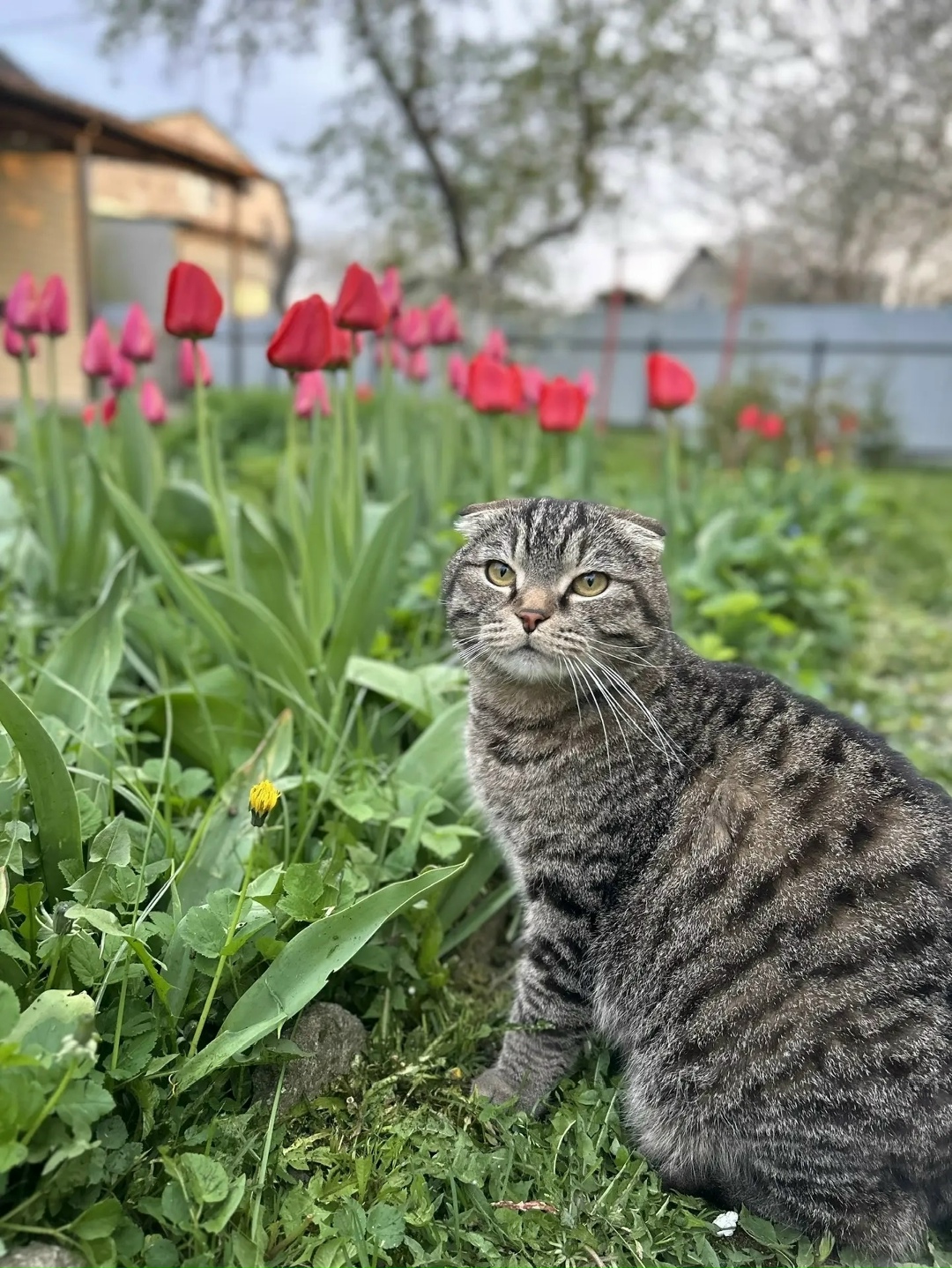 Пропала кошка в Калининграде — фото объявления