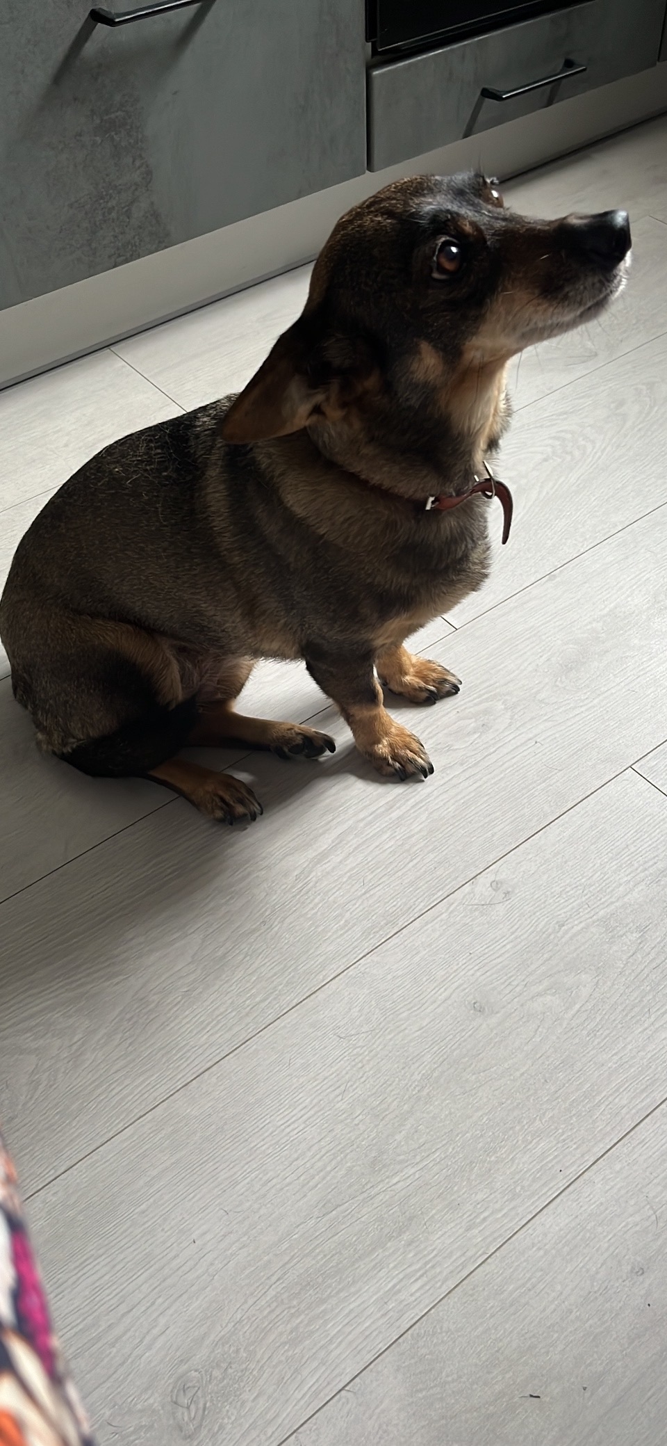 Пропала собака в Калининграде — фото объявления