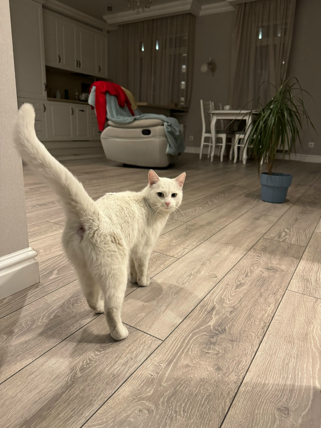 Найдена кошка в Калининграде — фото объявления