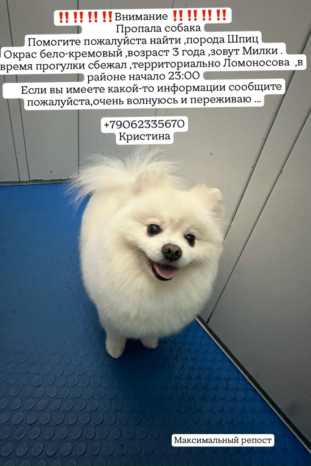 Пропала собака в Калининграде — фото объявления