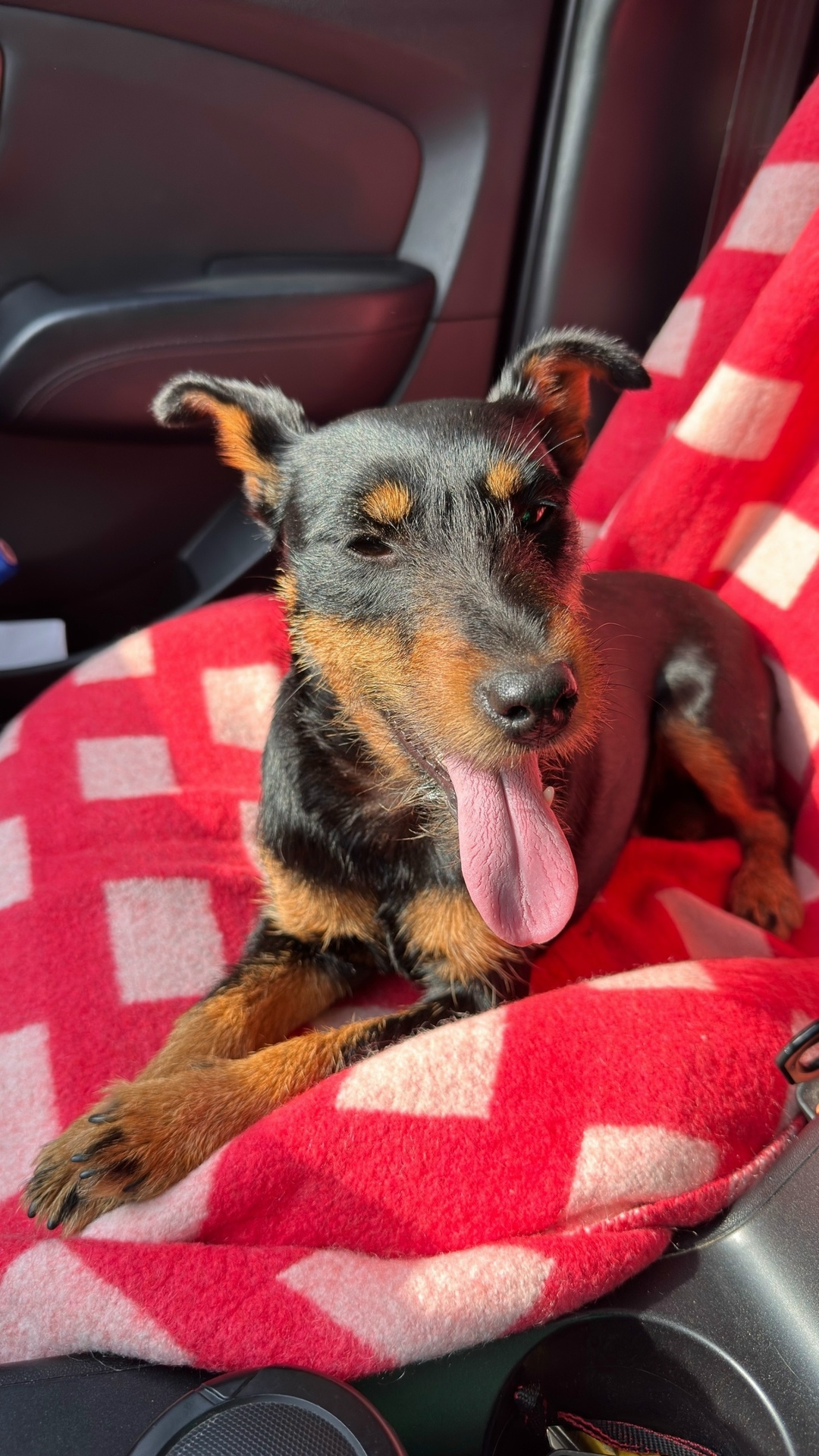 Найдена собака в Калининграде — фото объявления