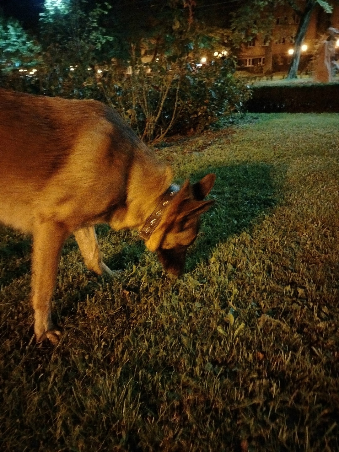 Найдена собака в Калининграде — фото объявления