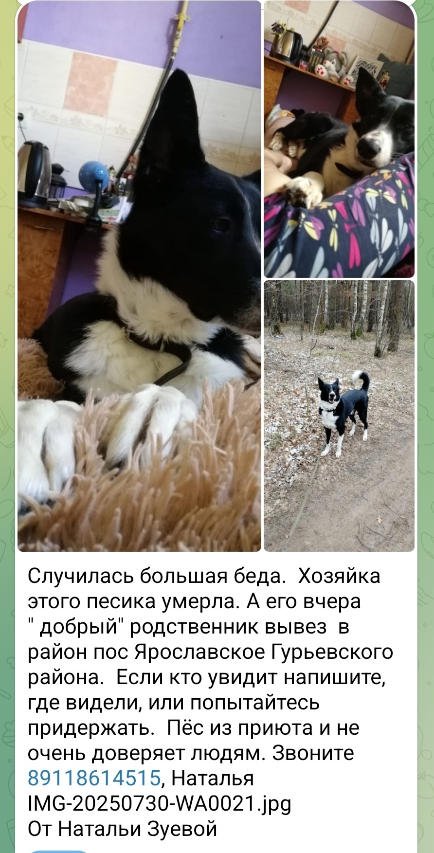 Найдена собака в Калининграде — фото объявления