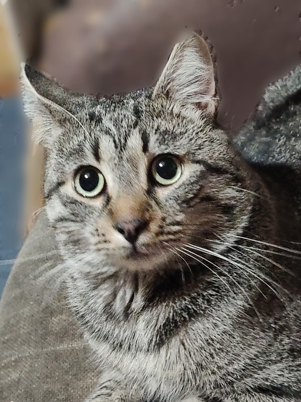 Найдена собака в Калининграде — фото объявления