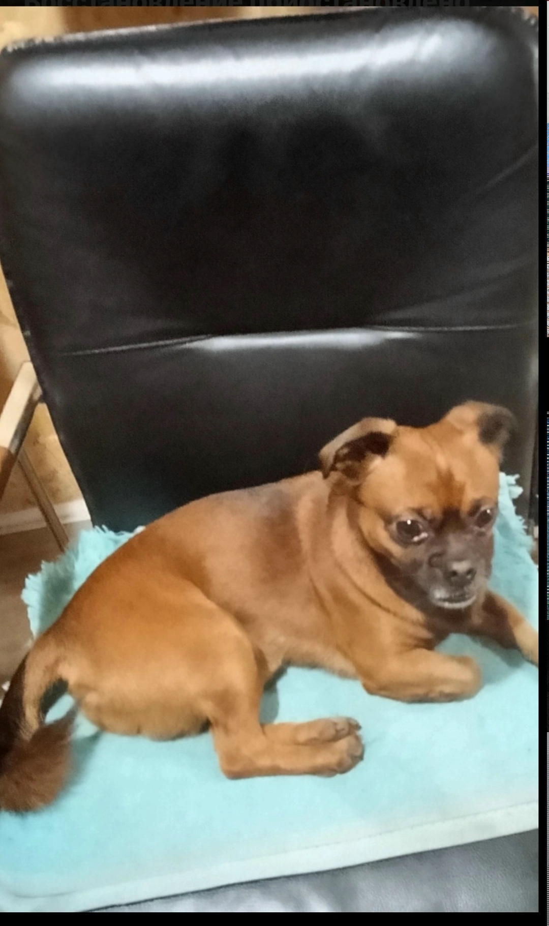 Найдена собака в Калининграде — фото объявления