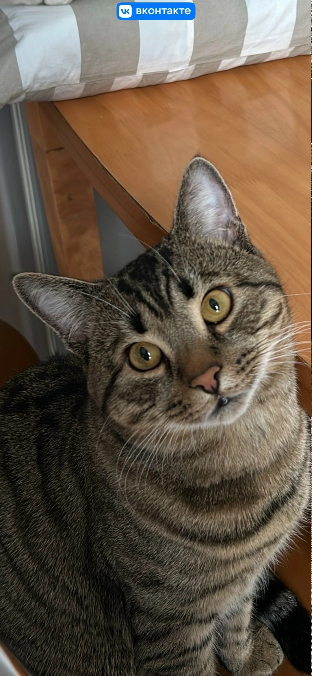 Найдена кошка в Калининграде — фото объявления