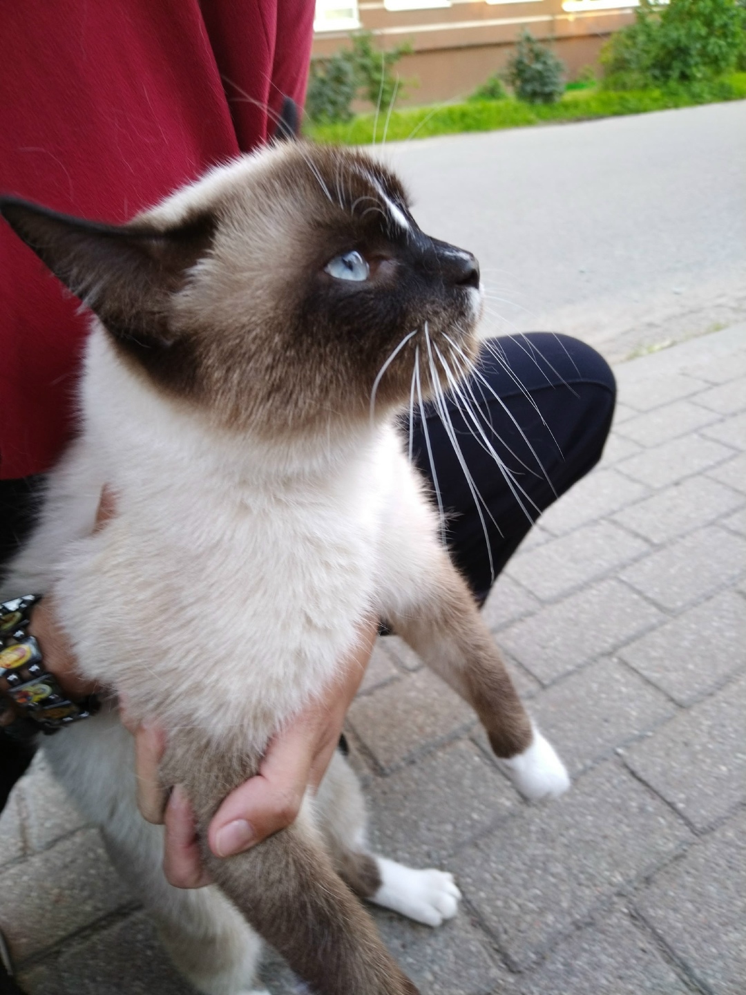 Найдена собака в Калининграде — фото объявления