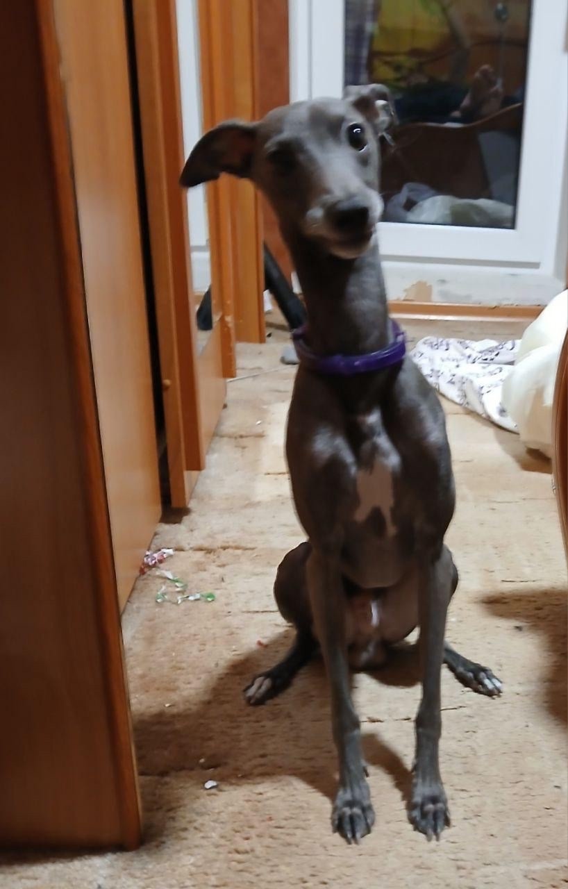 Пропала собака в Калининграде — фото объявления