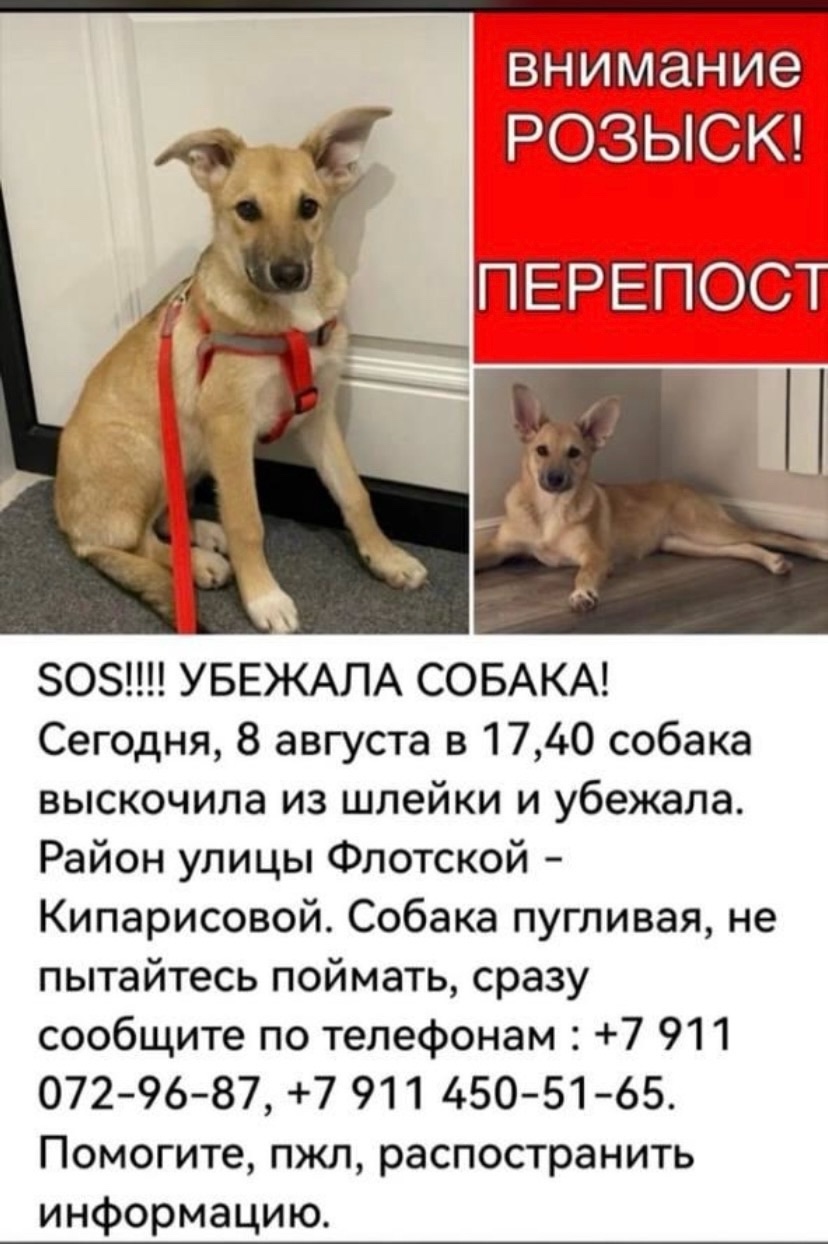 Найдена собака в Калининграде — фото объявления