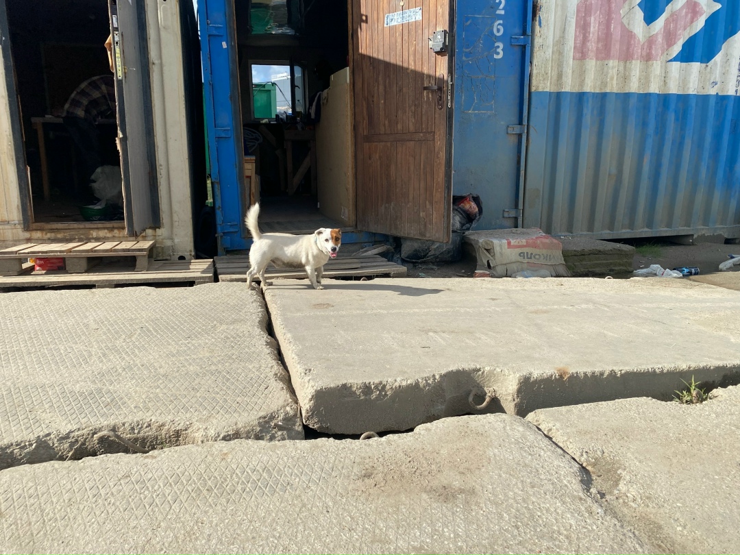 Найдена собака в Калининграде — фото объявления