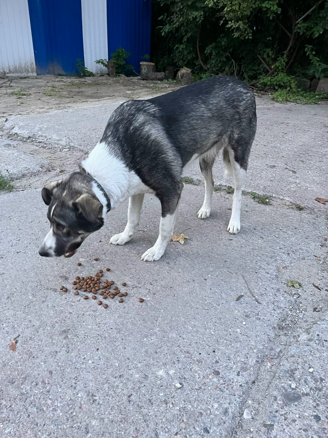Найдена собака в Калининграде — фото объявления