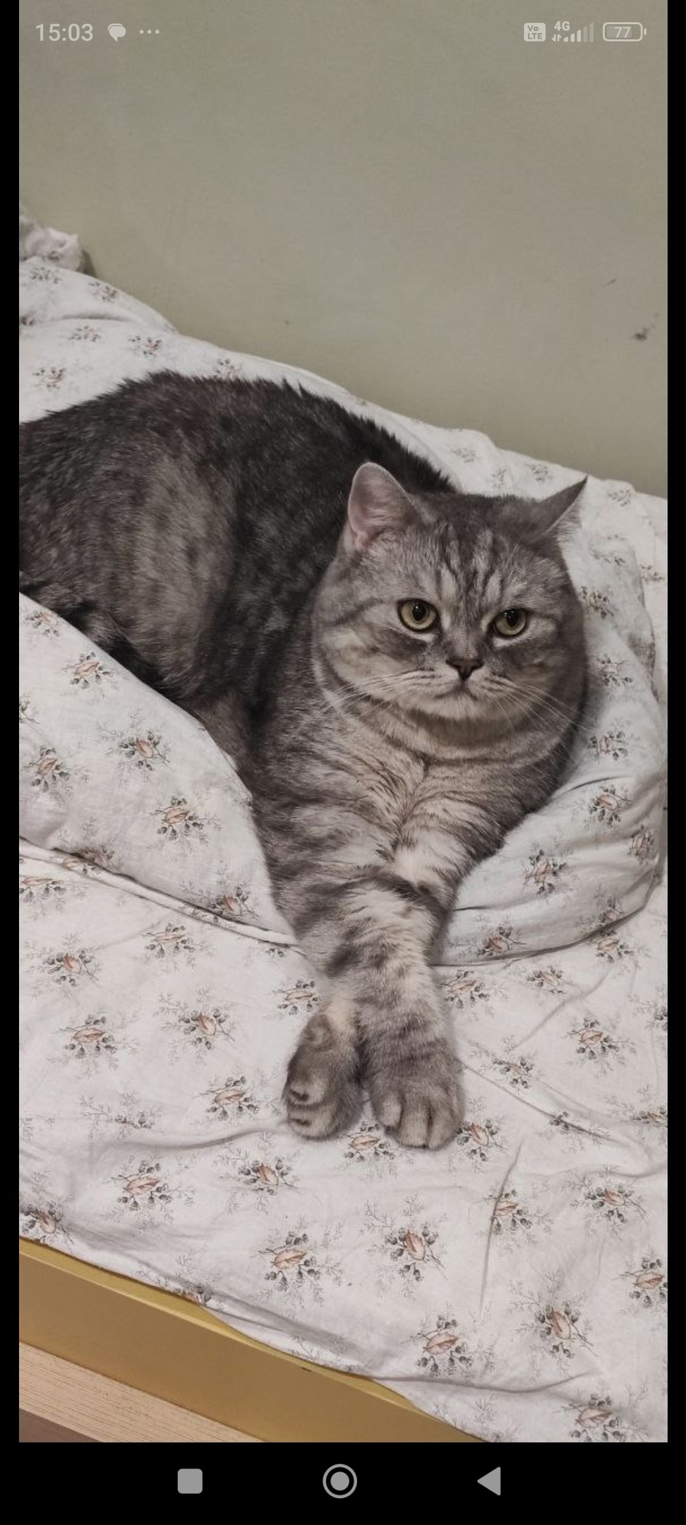 Найдена собака в Калининграде — фото объявления