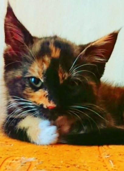 Найдена собака в Калининграде — фото объявления