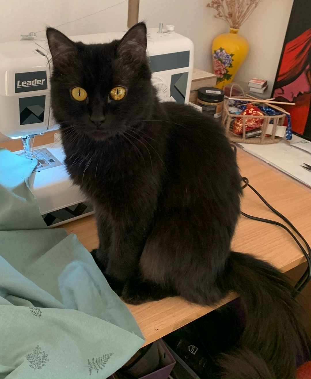 Найдена собака в Калининграде — фото объявления