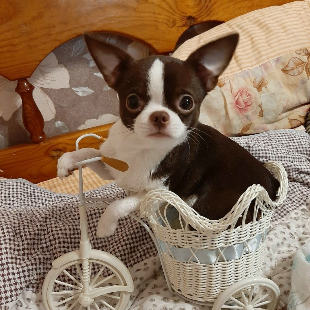 Найдена собака в Калининграде — фото объявления