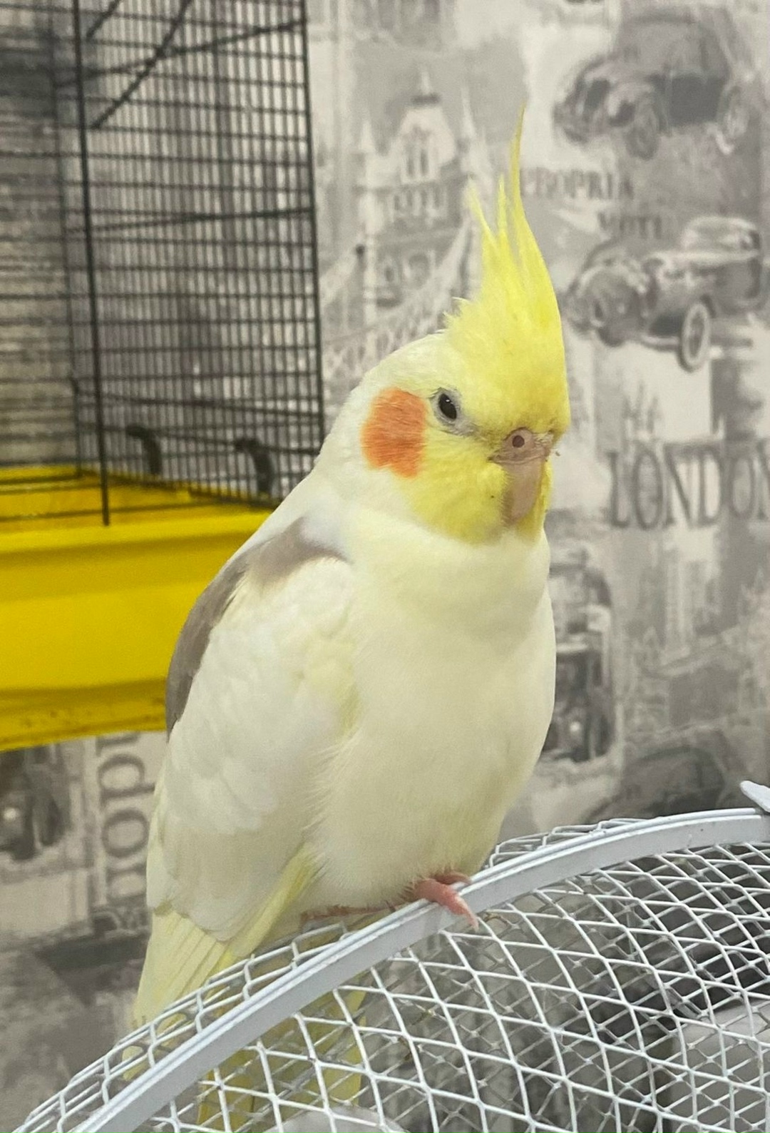 Найдена собака в Калининграде — фото объявления