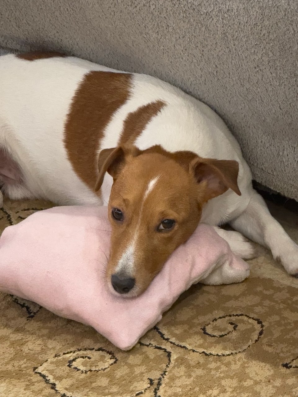 Найдена собака в Калининграде — фото объявления