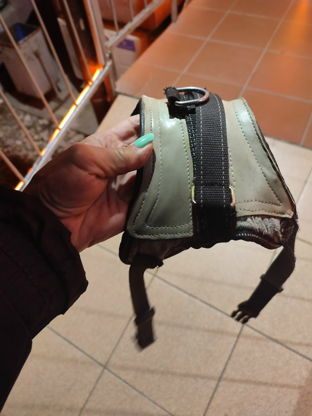 Найдена собака в Калининграде — фото объявления