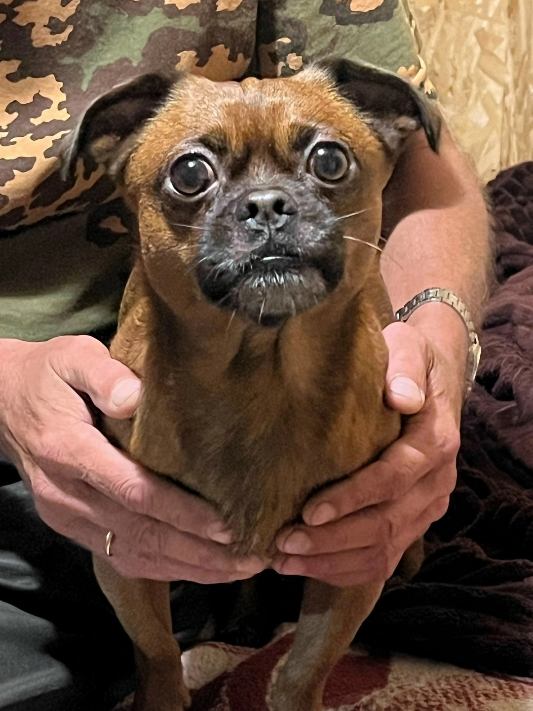 Найдена собака в Калининграде — фото объявления