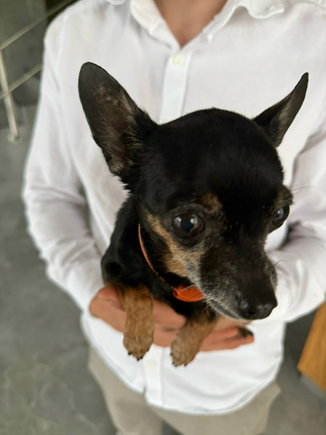 Найдена собака в Калининграде — фото объявления