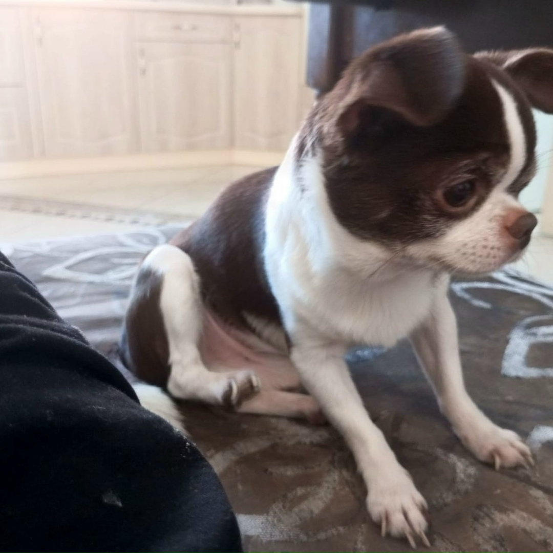 Найдена собака в Калининграде — фото объявления