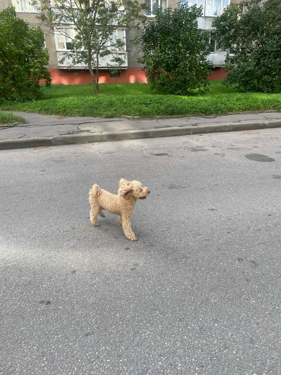 Найдена собака в Калининграде — фото объявления