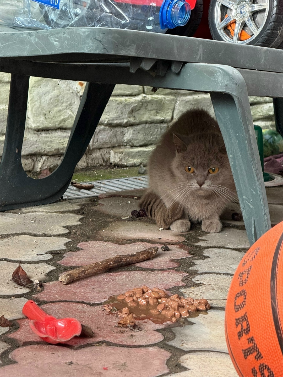 Найдена собака в Калининграде — фото объявления