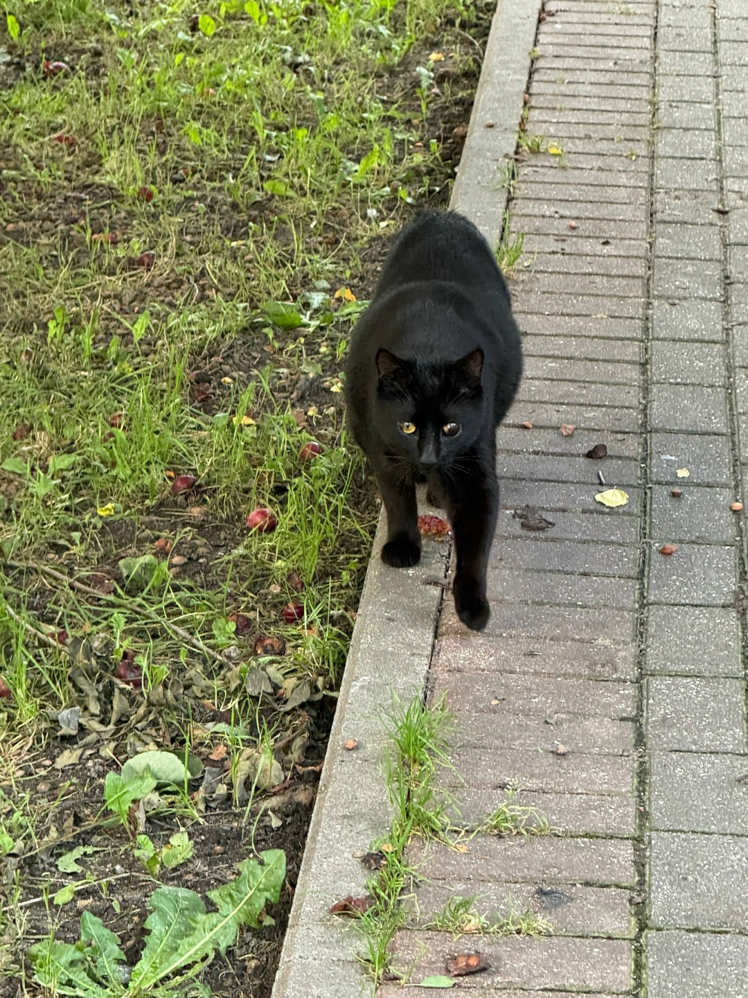 Найдена собака в Калининграде — фото объявления