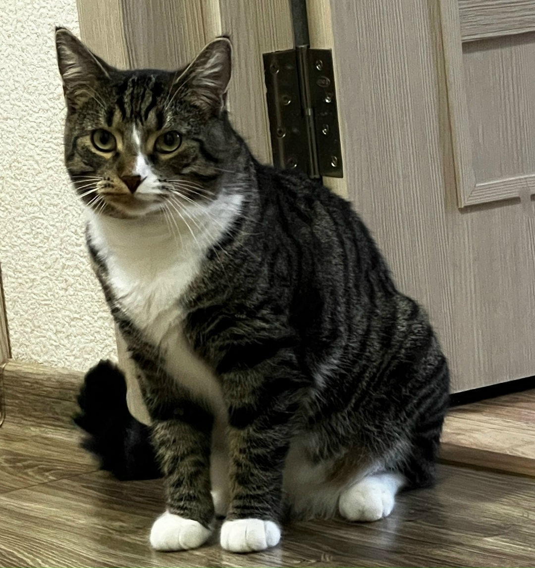 Найдена собака в Калининграде — фото объявления