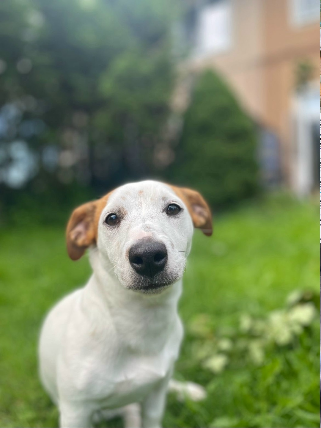 Найдена собака в Калининграде — фото объявления