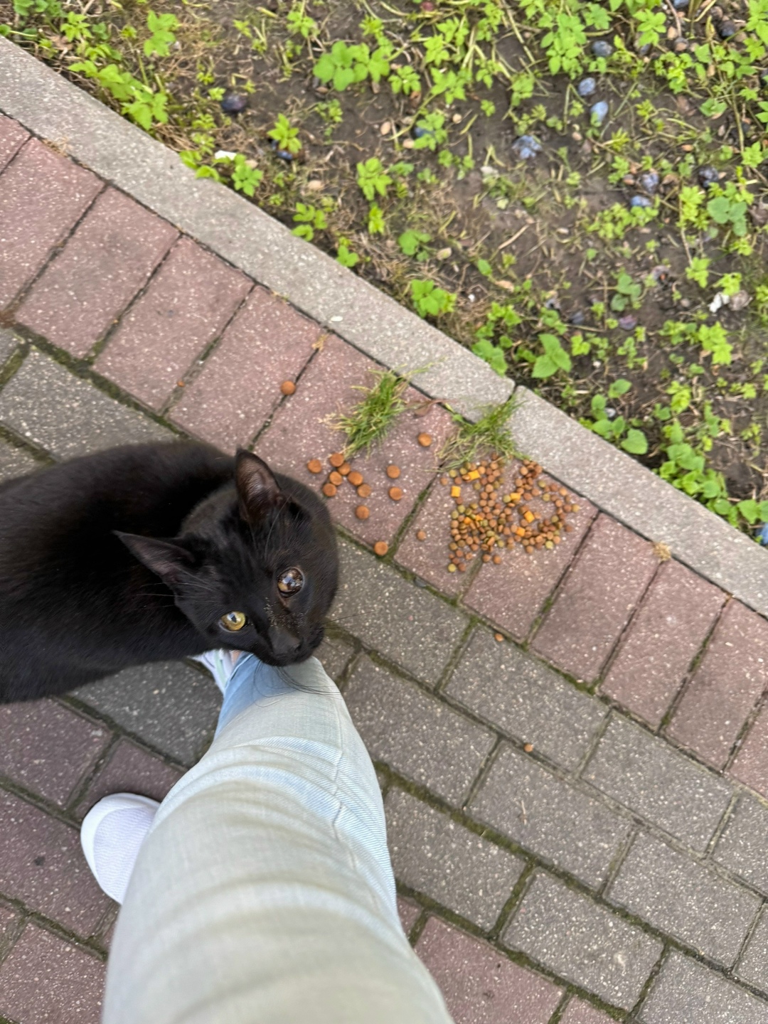 Найдена собака в Калининграде — фото объявления