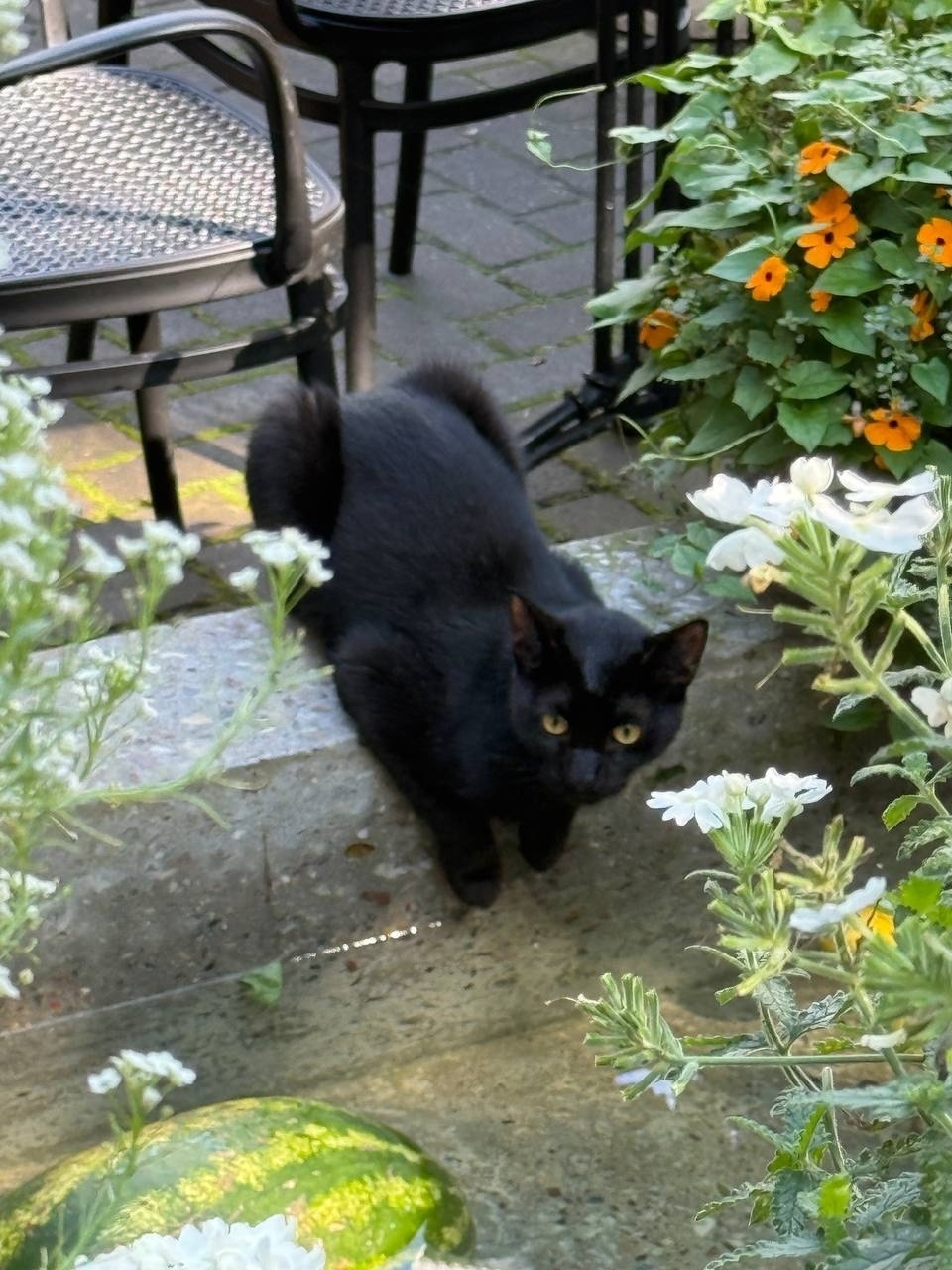 Найдена собака в Калининграде — фото объявления