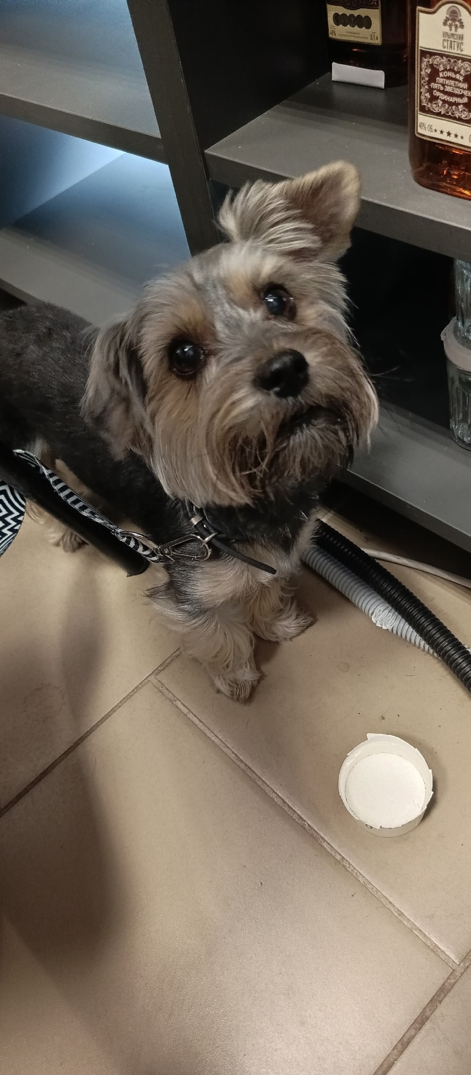 Найдена собака в Калининграде — фото объявления