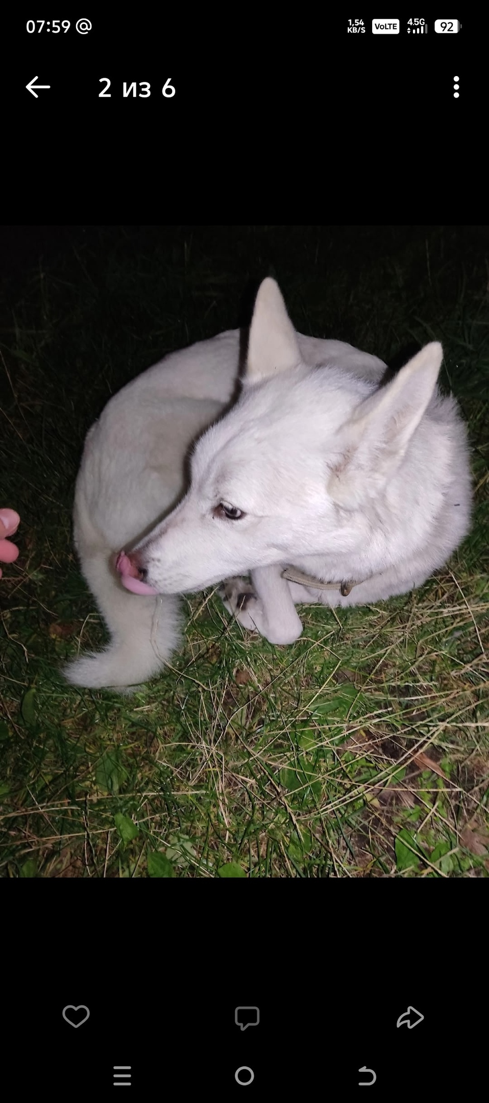 Найдена собака в Калининграде — фото объявления