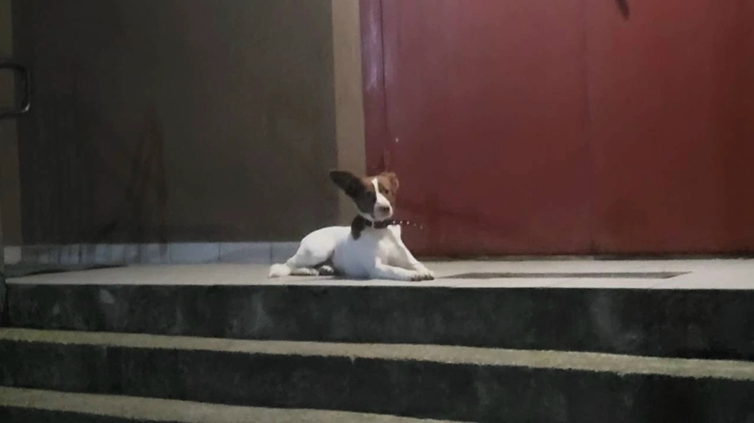 Найдена собака в Калининграде — фото объявления