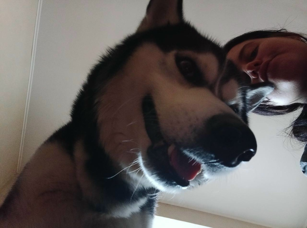 Найдена собака в Калининграде — фото объявления