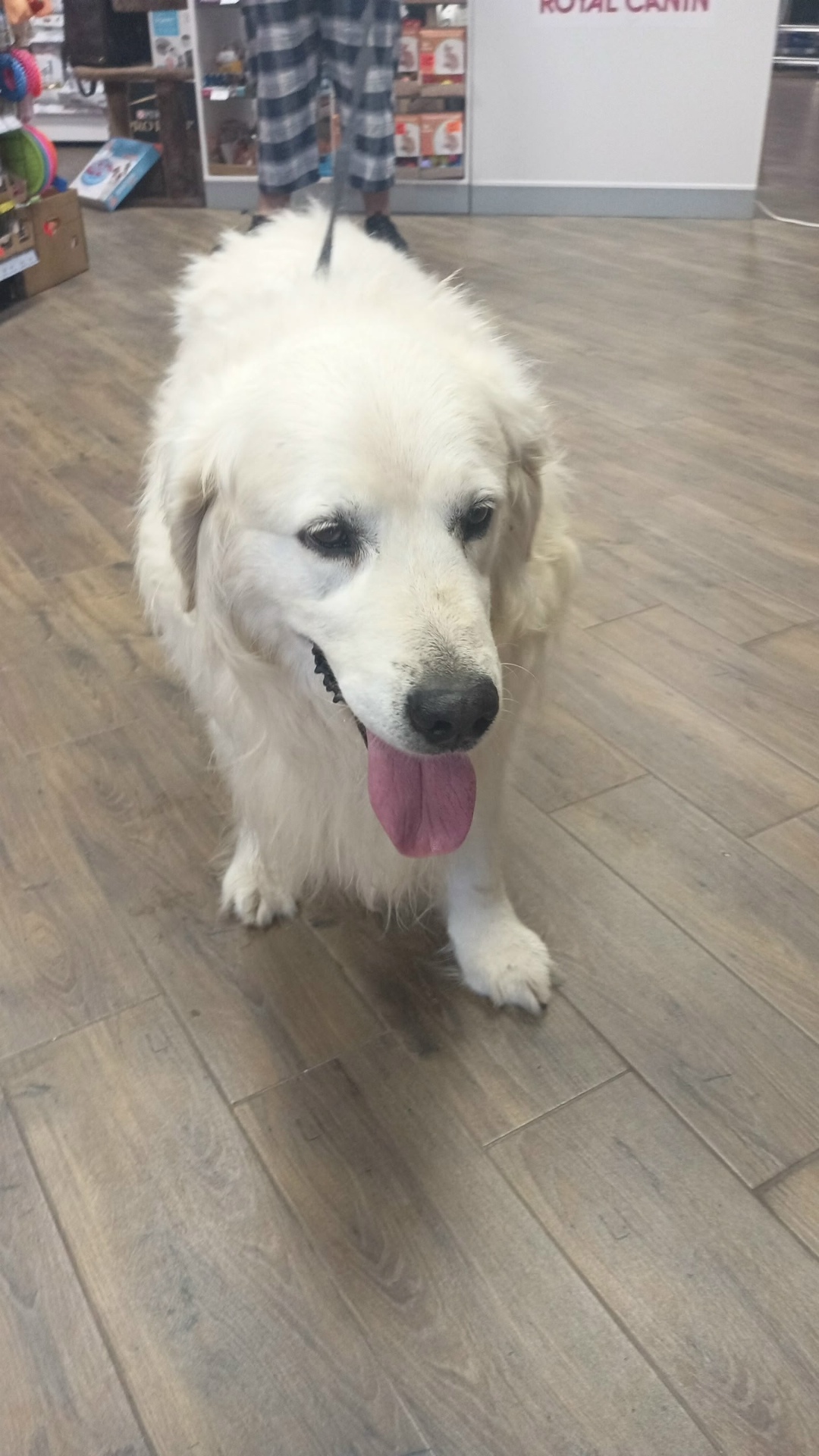 Найдена собака в Калининграде — фото объявления