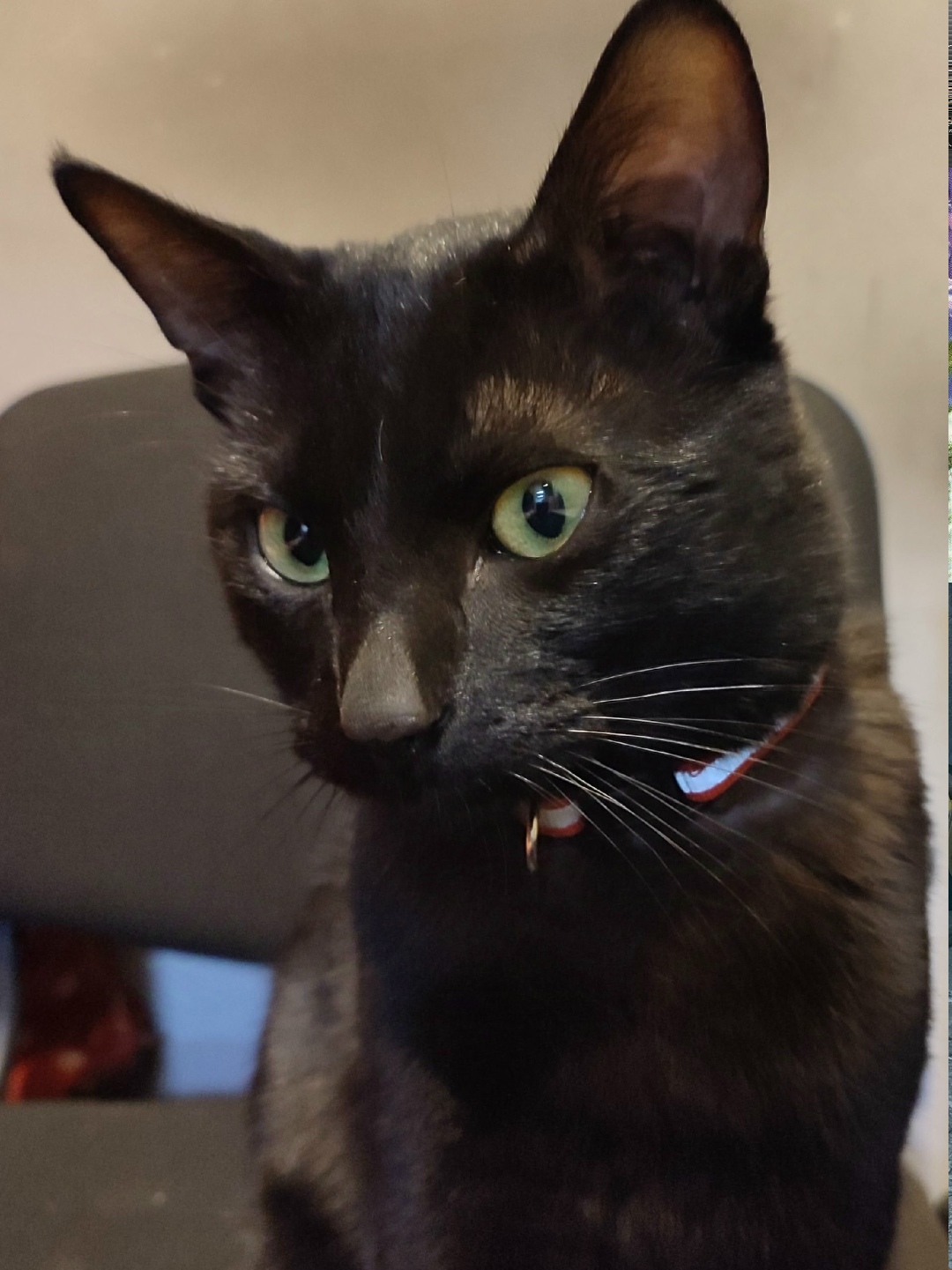 Найдена собака в Калининграде — фото объявления