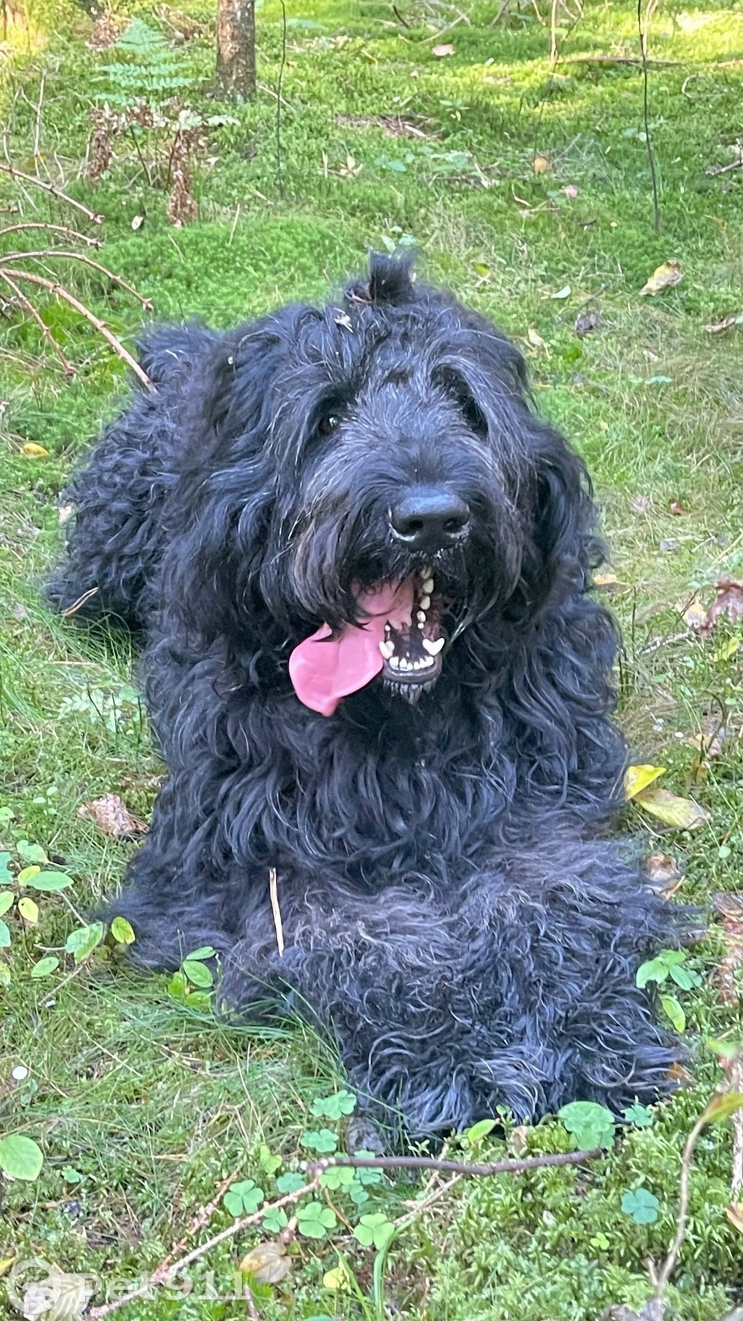 Пропала собака в Калининграде — фото объявления