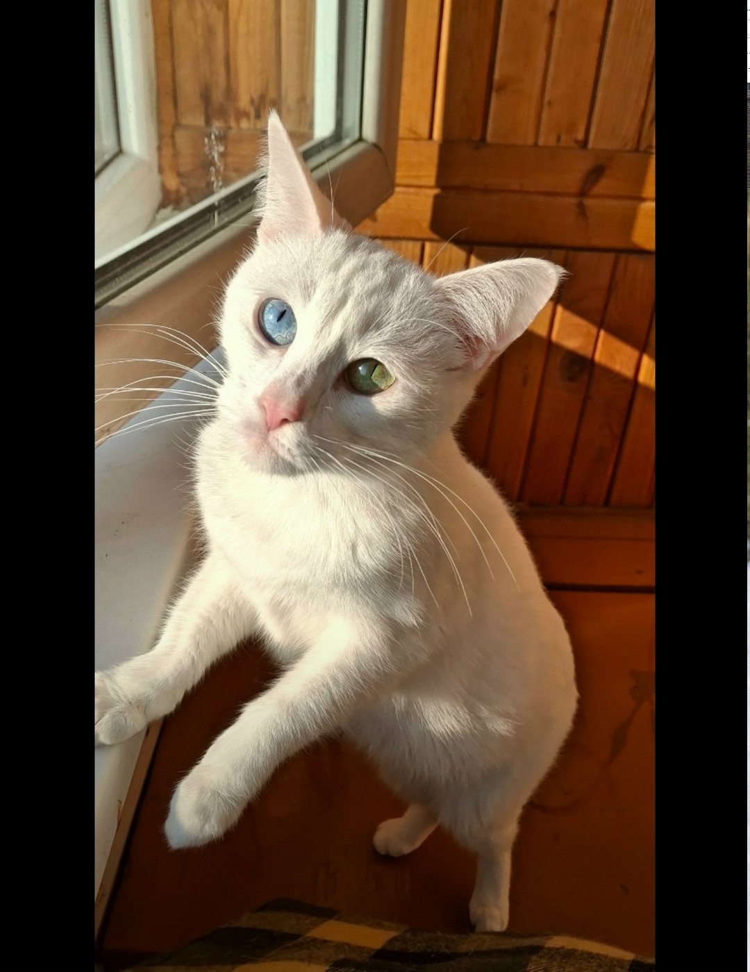 Пропала кошка в Калининграде — фото объявления