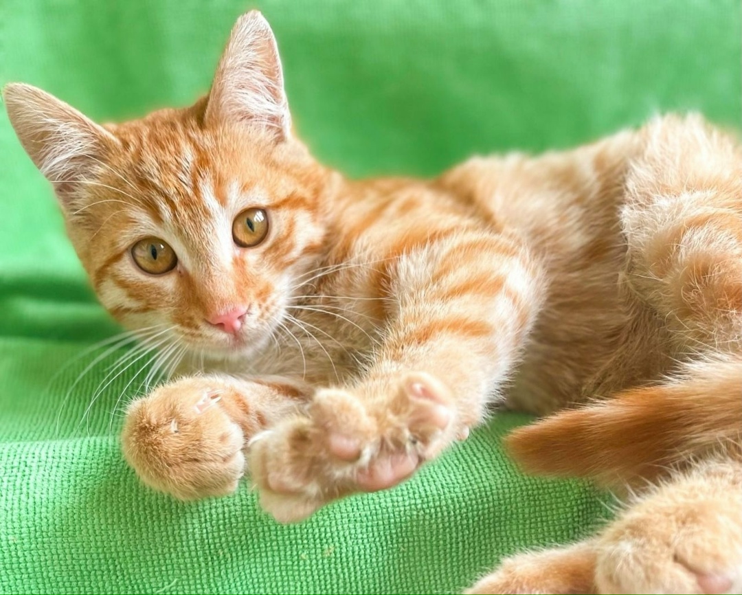 Найдена собака в Калининграде — фото объявления