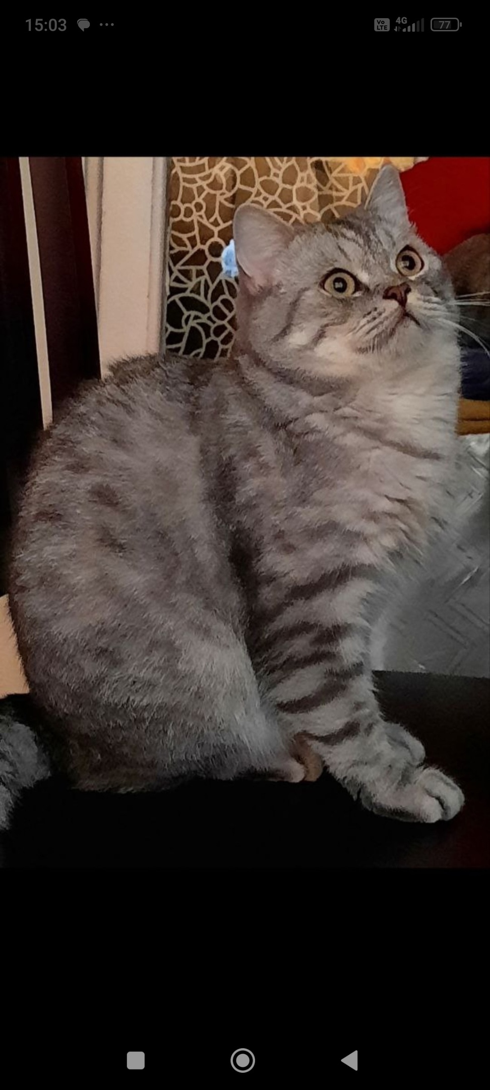 Найдена собака в Калининграде — фото объявления