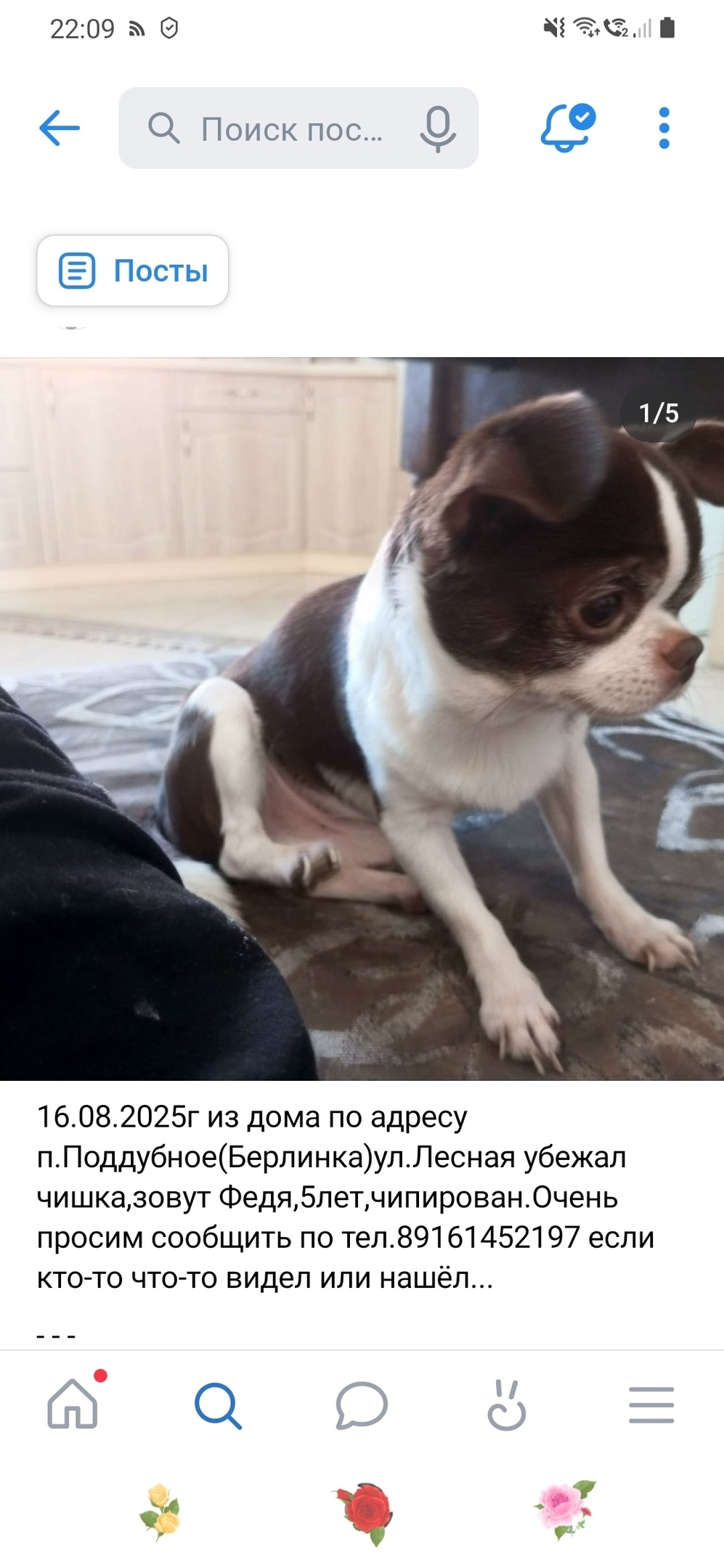 Найдена собака в Калининграде — фото объявления