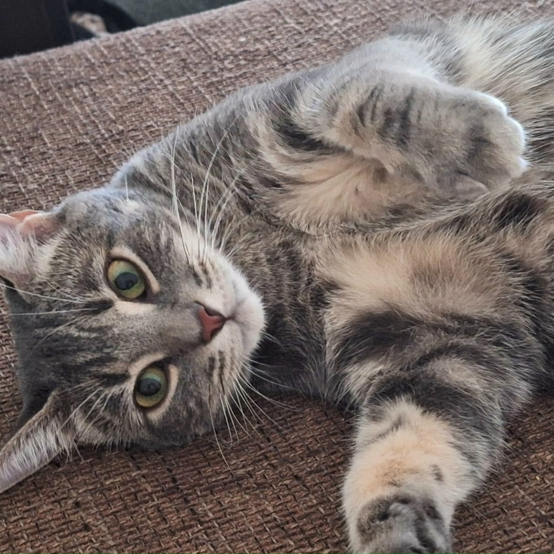 Найдена собака в Калининграде — фото объявления