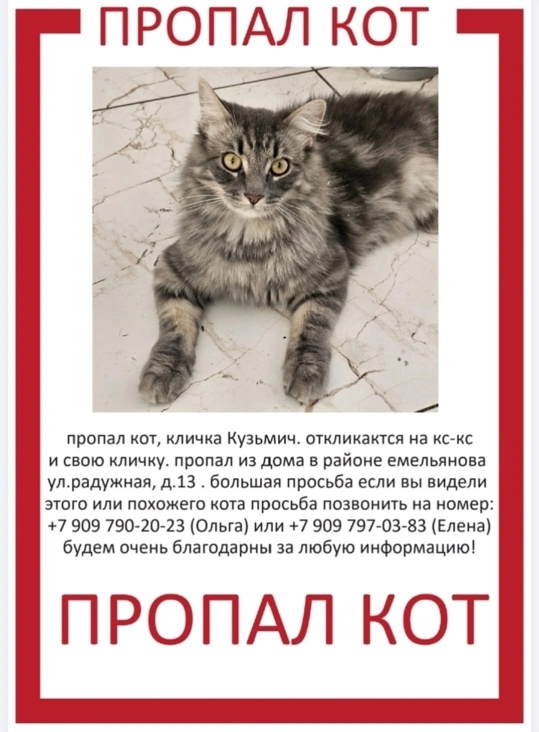 Найдена собака в Калининграде — фото объявления